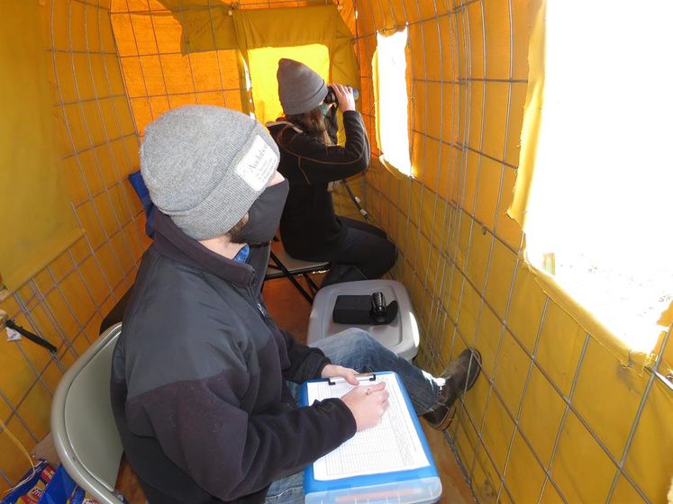 Two-person teams in blinds collected data daily during the 2021 crane season for a $25,000 study to determine if shining UV light down power lines crossing the Platte River might lessen sandhill crane collisions with the lines.