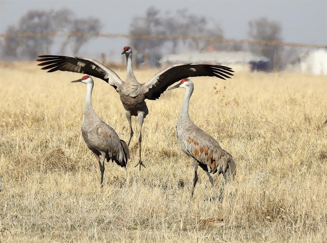 The cranes are returning. Will the tourists? - Vimarsana News