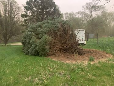 Tree knocked over south of Pierce