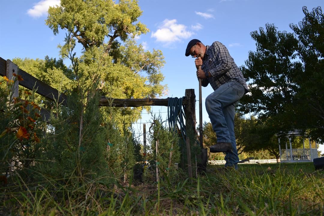 Loren Sandoz transplants a certified Taylor Juniper from his backyard in Taylor, Nebraska.