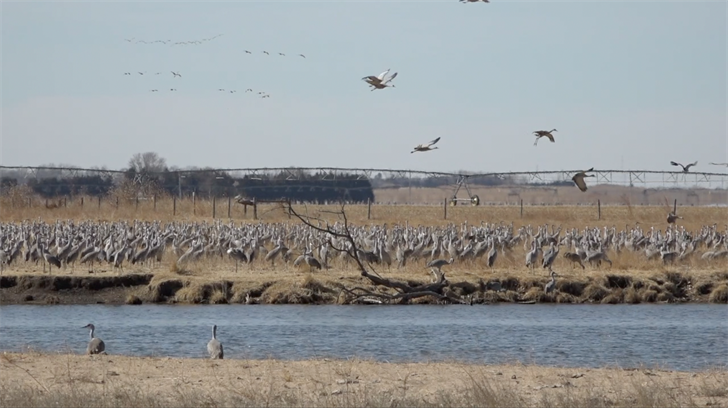 Sandhill Cranes congregate south of Rowe Sanctuary in Buffalo County