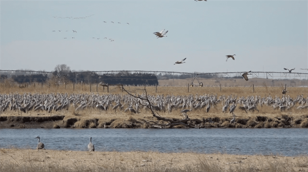 Sandhill Cranes congregate south of Rowe Sanctuary in Buffalo County