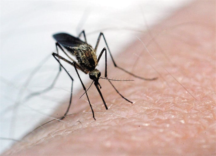 New rare mosquito virus detected in Adams County