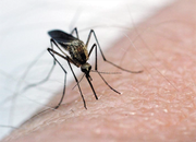 New rare mosquito virus detected in Adams County