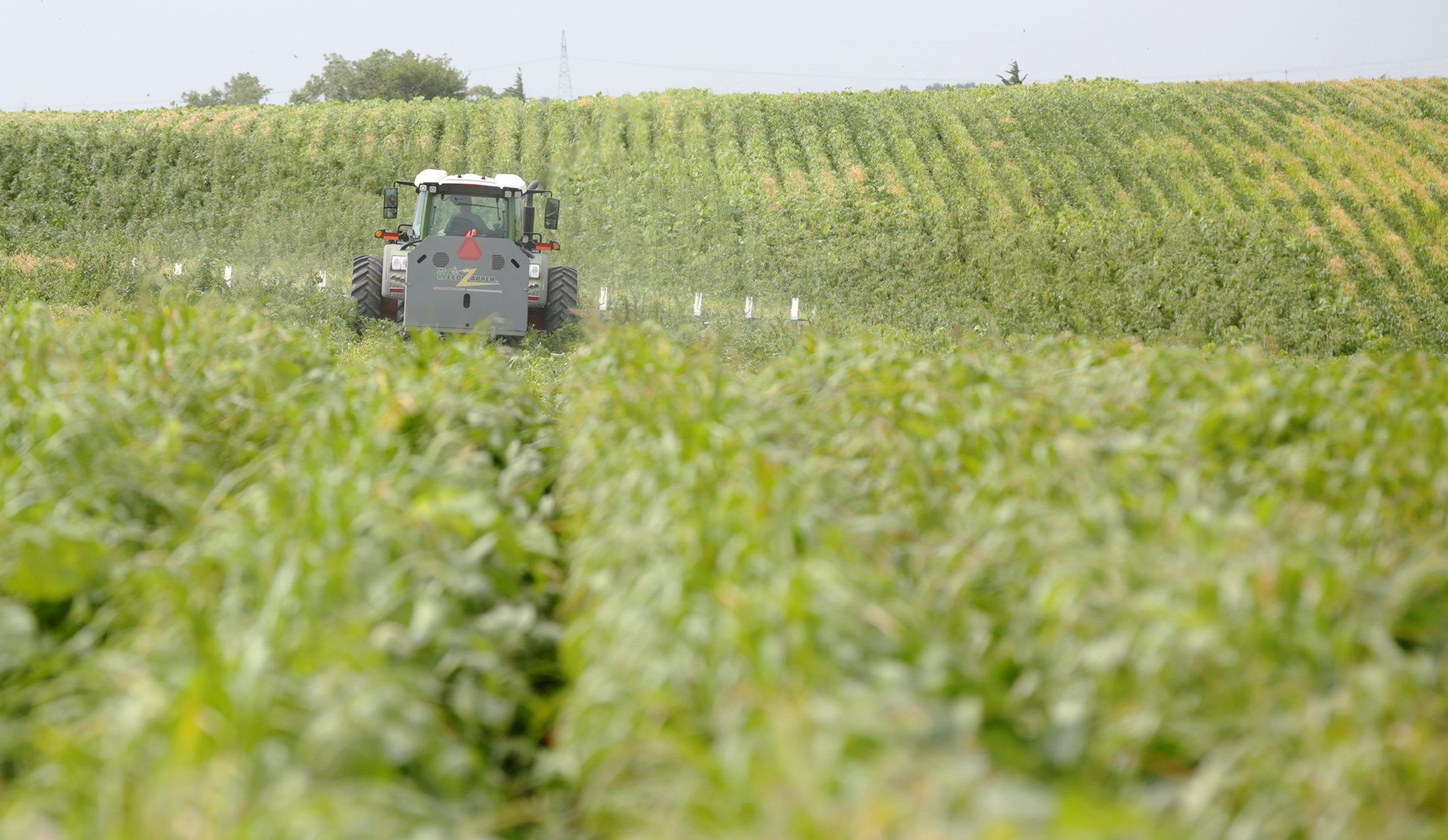 The Weed Zapper is driven through a field of Belltown Farms beans near Holstein Wednesday, July 31. The machine uses electricity to help control the weeds.