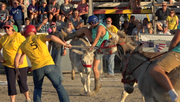 Howard County Fair hosts donkey baseball game