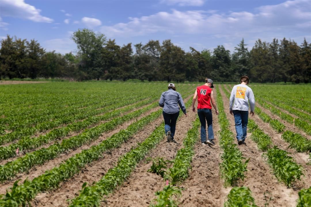 Zangger Popcorn Hybrids employees (from left) Dianne Vancura, Jocelyn Hinrich and Alvaro Nevada Cecetka conduct a population count in one of the company’s research plots in North Loup. Photo by Troy Brodsky/iNk Photography for the Flatwater Free Press